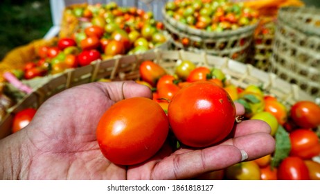 Harvest Tomatoes From My Grandfather's Field.  He Is A Tough Farmer.  Magetan, East Java, Indonsia.
