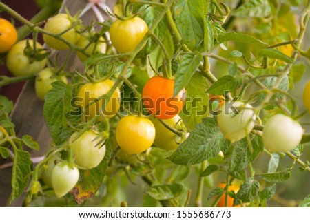 Similar – Tomaten, die auf Reben im Gewächshaus wachsen.