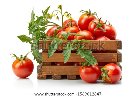 Harvest tomatoes in wooden box with green leaves and flowers. Vegetable still-life Isolated on white background.
