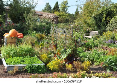 Harvest In A Vegetable Garden In September 2011