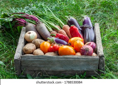 Harvest vegetables. Fresh organic potatoes, carrots, beets, onions, tomatoes, peppers and eggplants in wooden box on grass. Local gardening produce, farming, agriculture and horticulture concept.