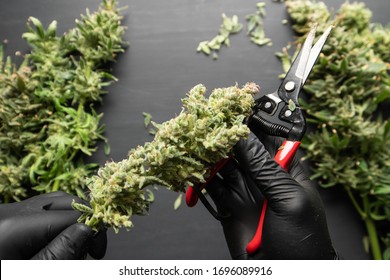 Harvest Weed Time Has Come. Growers Trim Their Pot Buds Before Drying. Mans Hands Trimming Marijuana Bud. Trim Before Drying.