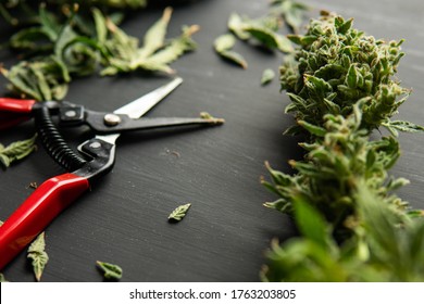 Harvest Weed Time Has Come. Growers Trim Cannabis Buds. Trim Before Drying. Mans Hands Trimming Marijuana Bud