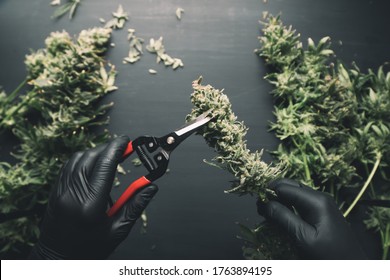 Harvest Weed Time Has Come. Mans Hands Trimming Marijuana Bud. Growers Trim Cannabis Buds.