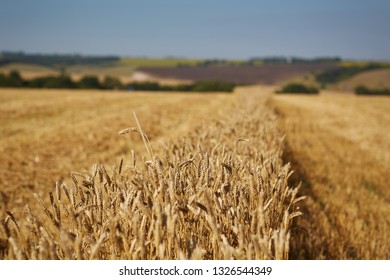 Harvest and Wheat field. 