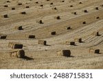 Harvest at wheat field, country view lanscape from Havza, Samsun, Turkey