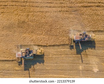 Harvest Wheat Grain And Crop Aerial View.Harvesting Wheat,oats, Barley In Fields,ranches And Farmlands.Combines Mow In The Field.Agro-industry.Combine Harvester Cutting On Wheat Filed.Machine Harvest