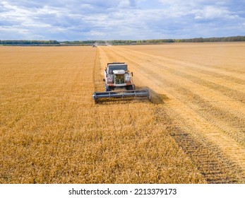 Harvest Wheat Grain And Crop Aerial View.Harvesting Wheat,oats, Barley In Fields,ranches And Farmlands.Combines Mow In The Field.Agro-industry.Combine Harvester Cutting On Wheat Filed.Machine Harvest