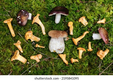 Harvest Of Wild Edible Mushrooms. Porcini And Chanterelles On The Moss In The Forest.