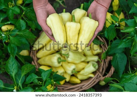 Harvest of yellow pepper in hands in the garden. Selective focus. Food.