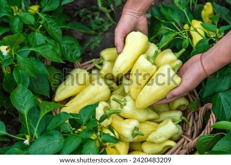 Harvest of yellow pepper in hands in the garden. Selective focus. Food.