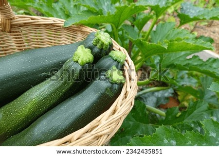 harvest zucchini in the backyard garden. collect zucchini. calabin harvest in basket