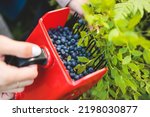 Harvested berries, process of collecting, harvesting and picking berries in the forest of Scandinavia, close up view of bilberry, blueberry, blackberry, and others growing
