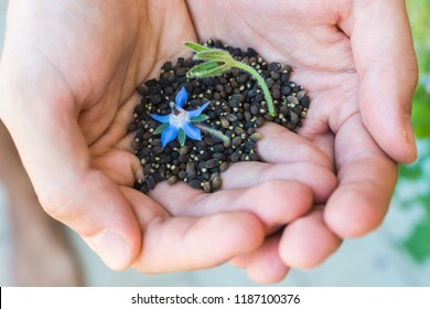 Harvested black seeds of Borage shown on palms of a gardener with green flower head and blue flower of an edible flowering plant Borago Officinalis grown as a part of urban gardening 