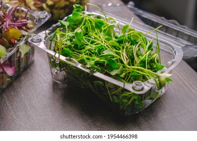 Harvested Broccoli Microgreens Plants In Plastic Containeer