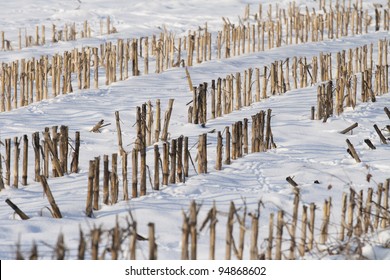 Harvested Corn Crop Covered In Snow