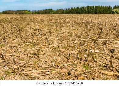 Harvested corn field after long winter, all that remains are short cut plant stocks, forest in background with blue sky