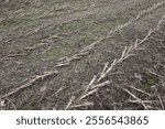 Harvested cornfield covered with dry corn stalks and some green weeds, creating a natural pattern on the ground