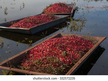 Harvested Cranberries Floating In The Field  In Muskoka Region Of Ontario, Canada