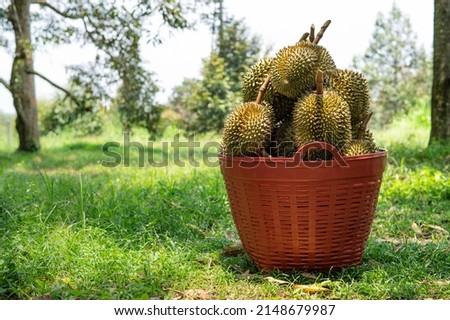The harvested durians are cut and put in the red basket in the garden, product quality for export, king of fruit in Thailand, for advertising concept 