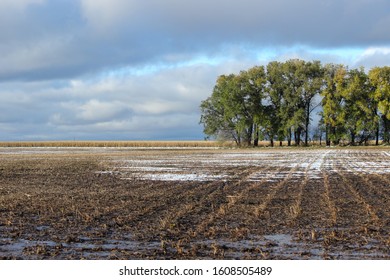 A Harvested Edible Black Bean Field In Minnesota