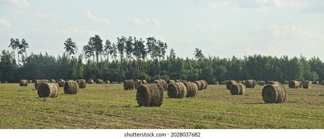 Harvested field with linum straw bales at autumn day, linen raw harvesting in West Russia