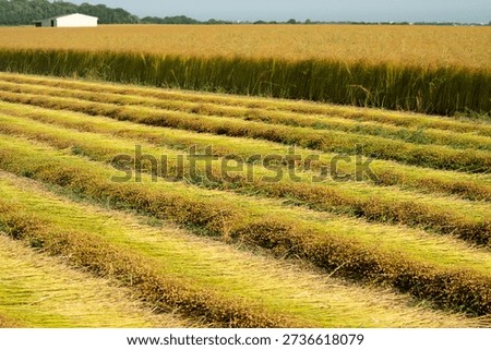 Harvested flax drying in long parallel rows in a field. Agricultural landscape with farm buildings in the distance during a sunny day.