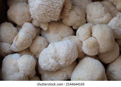 Harvested fresh Lions mane mushrooms closeup backdrop macro