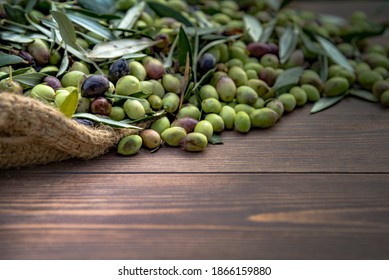 Harvested fresh olives Crete, Greece for olive oil production