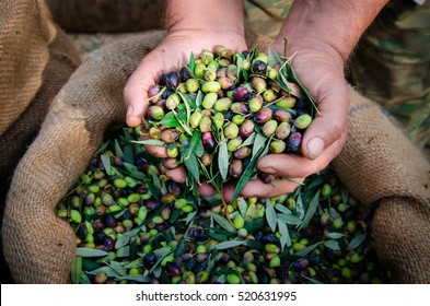 Harvested fresh olives in the hands of farmer, Crete, Greece. - Powered by Shutterstock