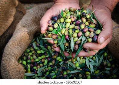 Harvested Fresh Olives In The Hands Of Farmer, Crete, Greece.