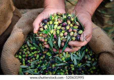 Harvested fresh olives in the hands of farmer, Crete, Greece.