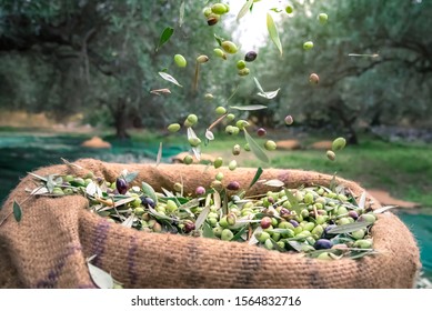 Frischoliven in Säcken auf einem Feld in Kreta, Griechenland, für die Olivenölerzeugung mit grünen Netzen geerntet.