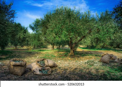 Harvested fresh olives in sacks in a field in Crete, Greece for olive oil production. 