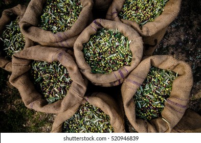 Harvested fresh olives in sacks in a field in Crete, Greece for olive oil production. - Shutterstock ID 520946839
