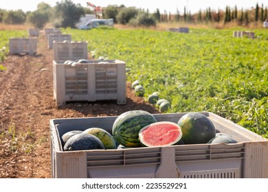 Harvested fresh ripe watermelons in large box on field. Sweet fruit crop outdoors. - Powered by Shutterstock