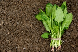 Harvested  Fresh Spinach On The Soil, Space For Text. Agricultural Industry Food Concept, Healthy Eating