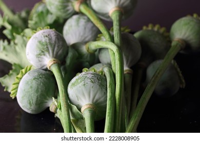 HARVESTED GREEN POPPY SEED PODS ON LONG STEMS