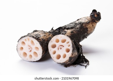 Harvested Lotus Root Will Last Longer If Stored With Mud.