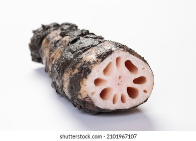 Harvested Lotus Root Will Last Longer If Stored With Mud.