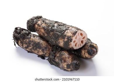 Harvested Lotus Root Will Last Longer If Stored With Mud.