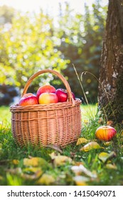 Harvested Red Apples In Basket. Organic Fresh Fruit. Homegrown Produce From Orchard. Garden As Background