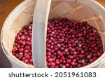 Harvested red cranberries in a light wicker basket. Berry picking season. Selective focus.