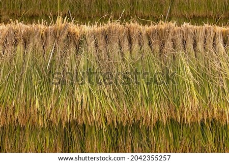 Harvested rice ears that are naturally dried on the rice fields