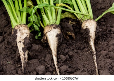 Harvested Sugar Beet Crop Root Pile On The Ground