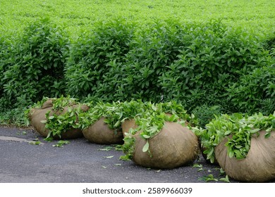 Harvested tea leaves in plastic sacks. Tea stacked on the side of the road. Plantation industry concept. For graphic design, 3D rendering or banner background