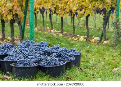 harvested terrible varieties Cabernet Moravia in autumn vineyard, Southern Moravia, Czech Republic