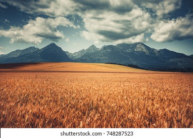 Harvested Wheat Field Under West Tatras, Slovakia. Mountain range and cloudy blue sky in the background. Nature landscape. Travel, holiday, hiking, sport, recreation. Vintage retro toning filter - Powered by Shutterstock