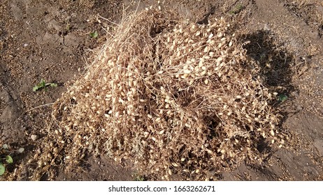 Harvested Yellow Chick Peas In Farm 