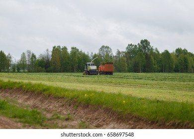 Harvester Collects Dry Grass To The Truck In A Field Full Of Green Grass. Truck Collects Grass Clippings, Which Cuts The Tractor Driving By On The Green Field In The Summer. Agricultural View